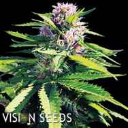 Vision Seeds Blue Power